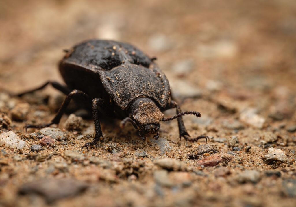 brown dung beetle on dry grass or soil background