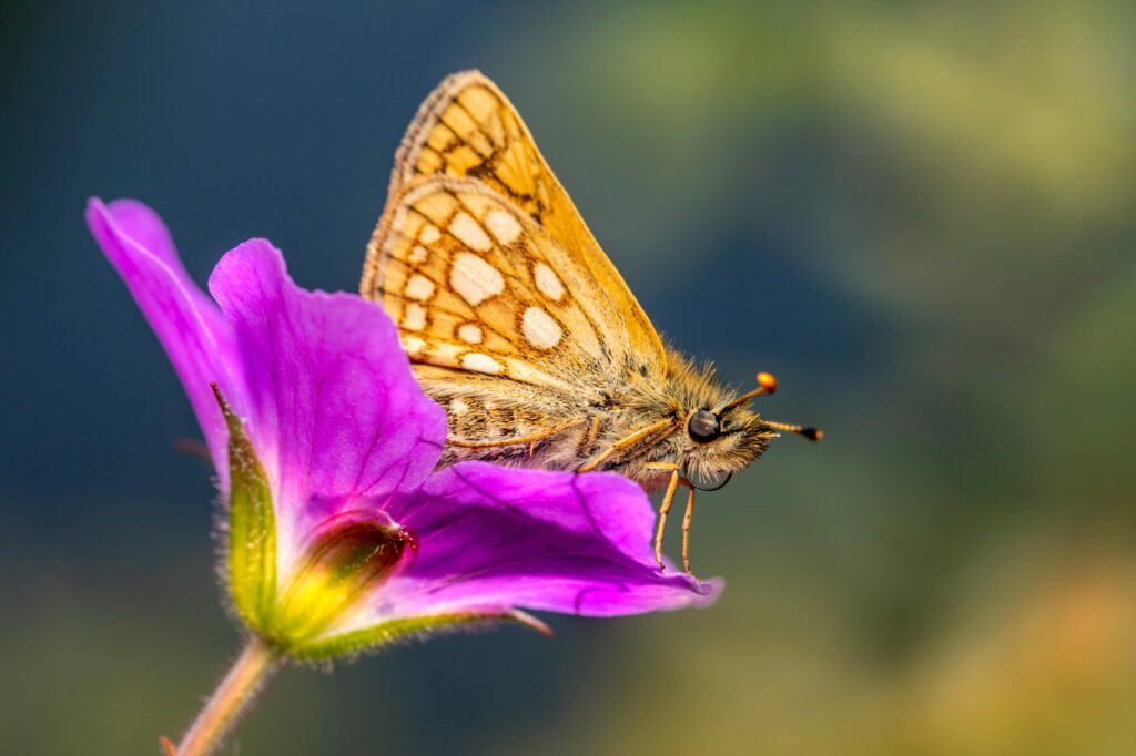 beautiful butterfly in yellow and orange with brown circles and cream spots inside. Pollinating on a purple flower with a dark green b;urry background