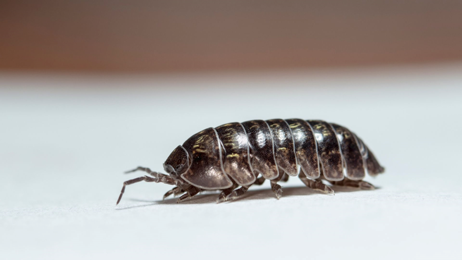 Dark brown grey wood louse on a flat white background with a darker shaddow background on the top