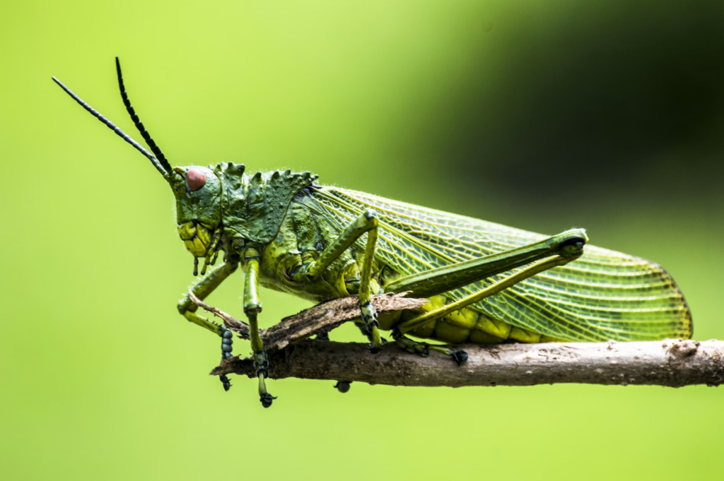 Grasshopper Green bug on green image