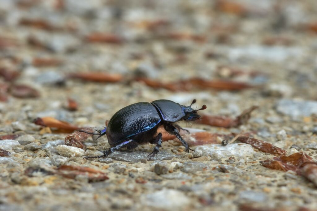 brown and black insect, beetle on the sandy ground