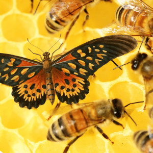 Brown, orange and yellow butterfly and bees on yellow honey wax background