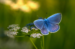 Blue butterfly on a late summer day with green grass, white flowers and a bit of sun rays through the field