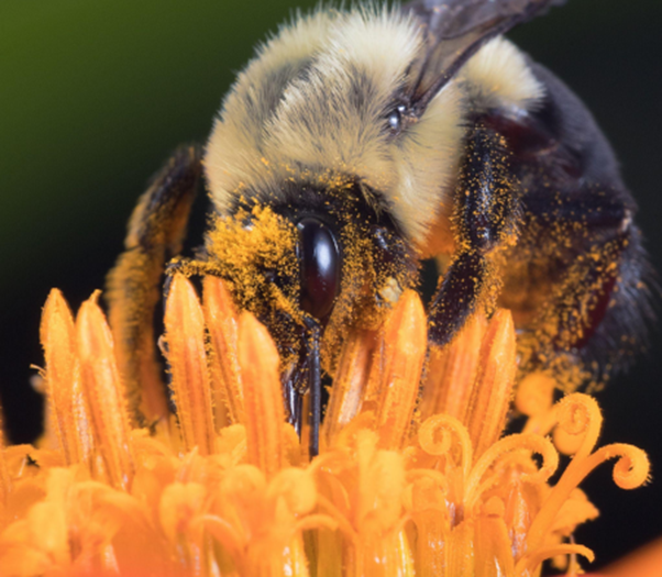 Brown and beige Honey bee pollinating on a orange flower