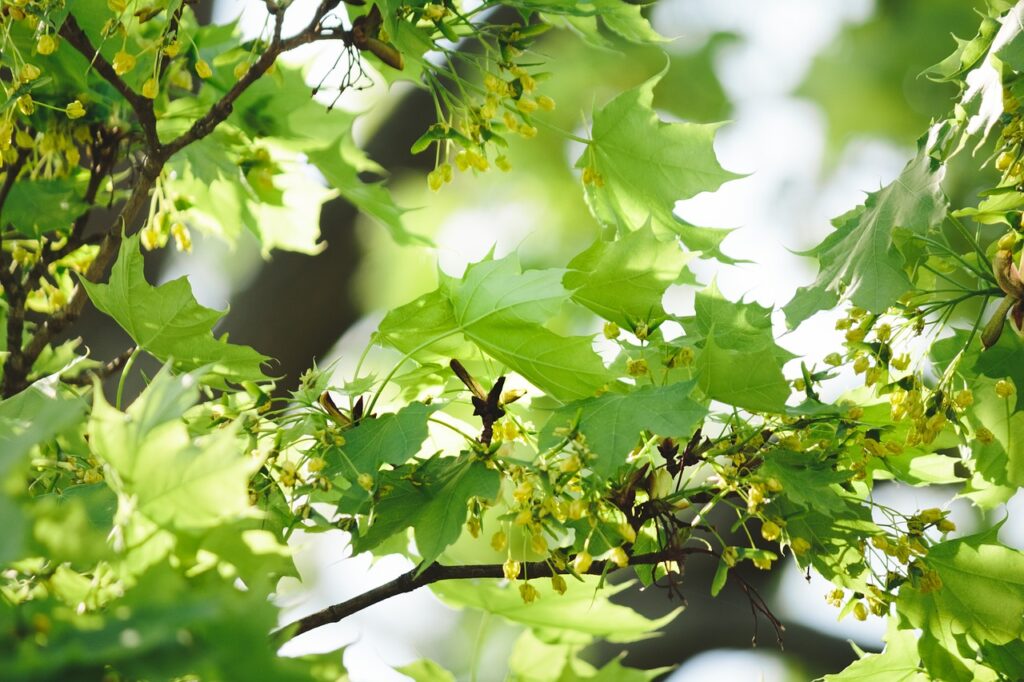 Green leaves image from a tree with a flare of blue sky background. Some darker grey and black stems between the leaves