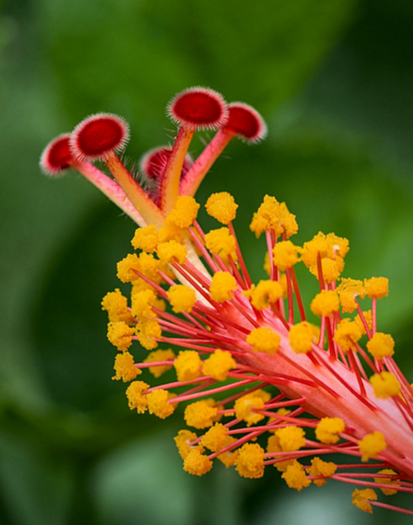 Forest green background with orange and red flower with pollen on strings