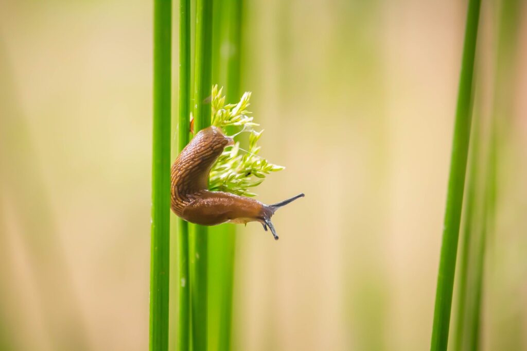 warm brown slug bended over a grass straw with a bit of leave. some other straw on the right side. Blurry light green background