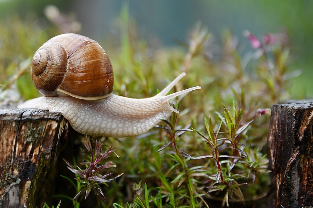 Beige snail with beautiful snail shell. Laying on tree stumps in the forest with green flora and a few spors of purple flowers in the background