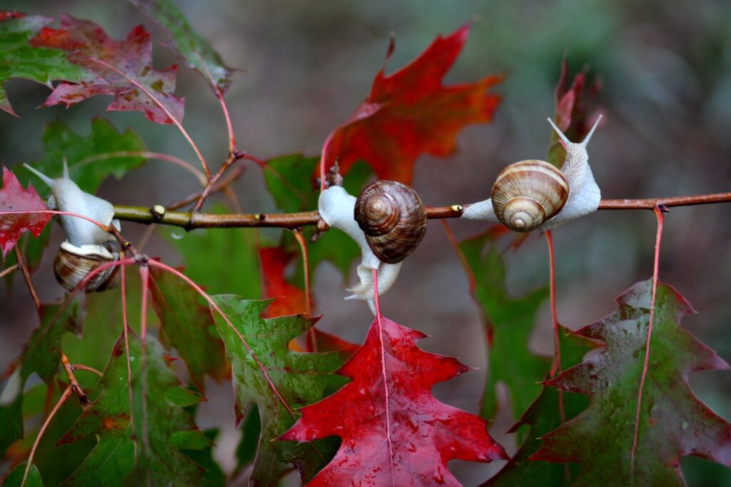 Three white snails with brown shells sitting on a red and green leaf branch. Red leave stems, dark grey brown background seen between the leaves