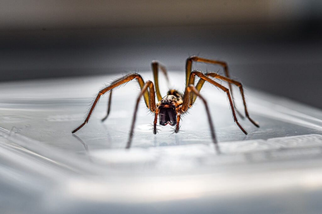 Brown colored skinny hairy spider  on a glass plate. Grey glassy background and dark grey background over the plate