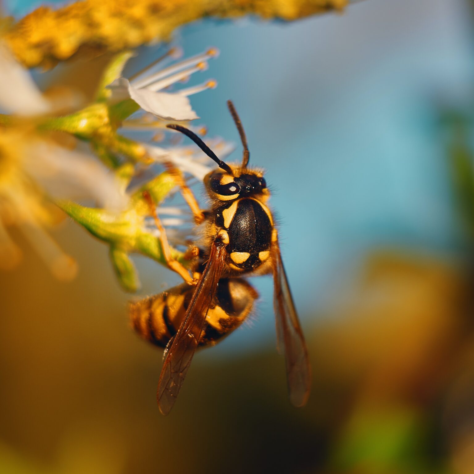 Wasps (Vespidae) - ReThink - re-think.nu