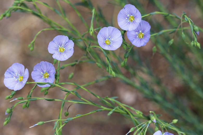 Pale violet blue almost circle flowers with a light yellow green star in the middle. Green grass and leave field in background