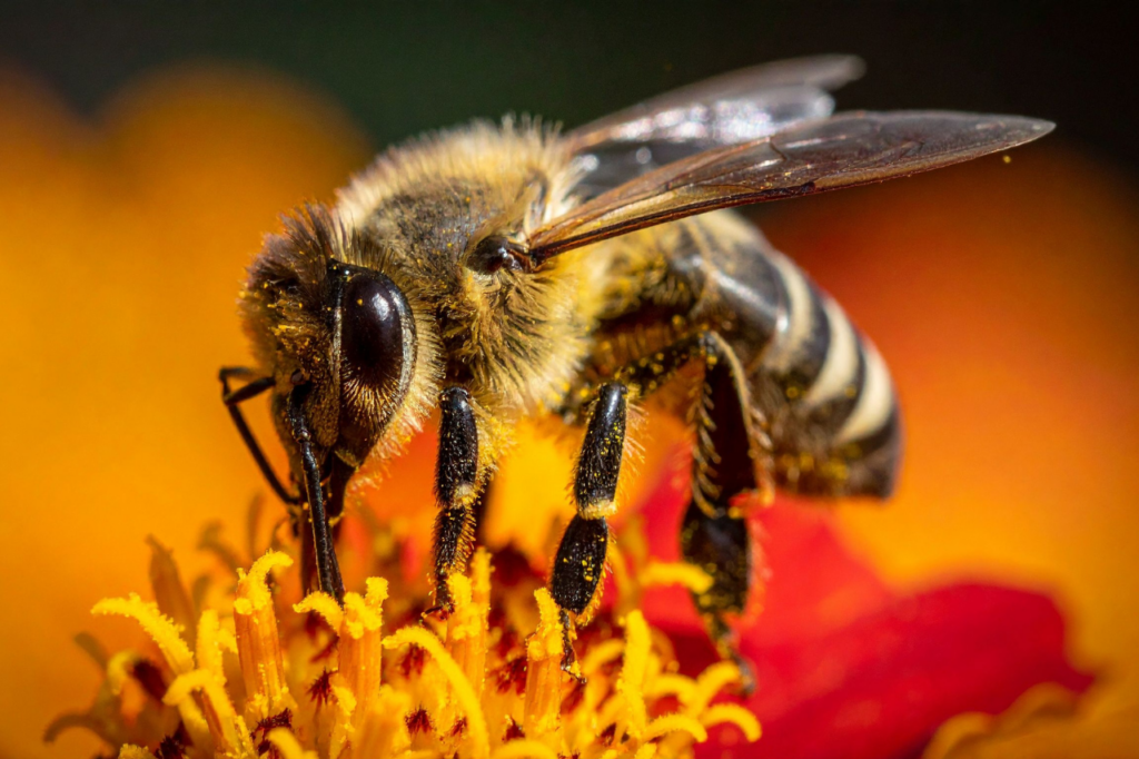 A brown and beige yellow striped bee sucks nectar from a red flower with yellow stamens. Oragnge and warm yellow blurred background.