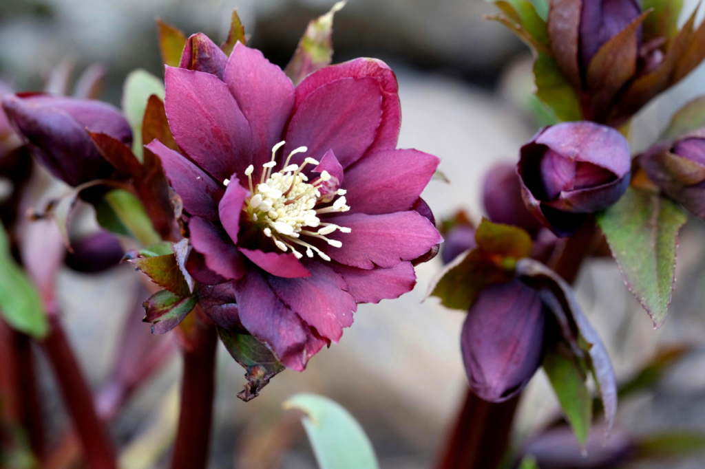 a purple Christmas rose in full bloom with white stammin in the middle. Blurry beige background with stems and buds iin purple and green.
