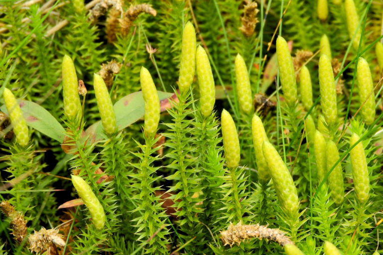 close-up of many club moss with shoots at the top in a field. All green and the shots freshly light apple green. Some brown leaves in between.