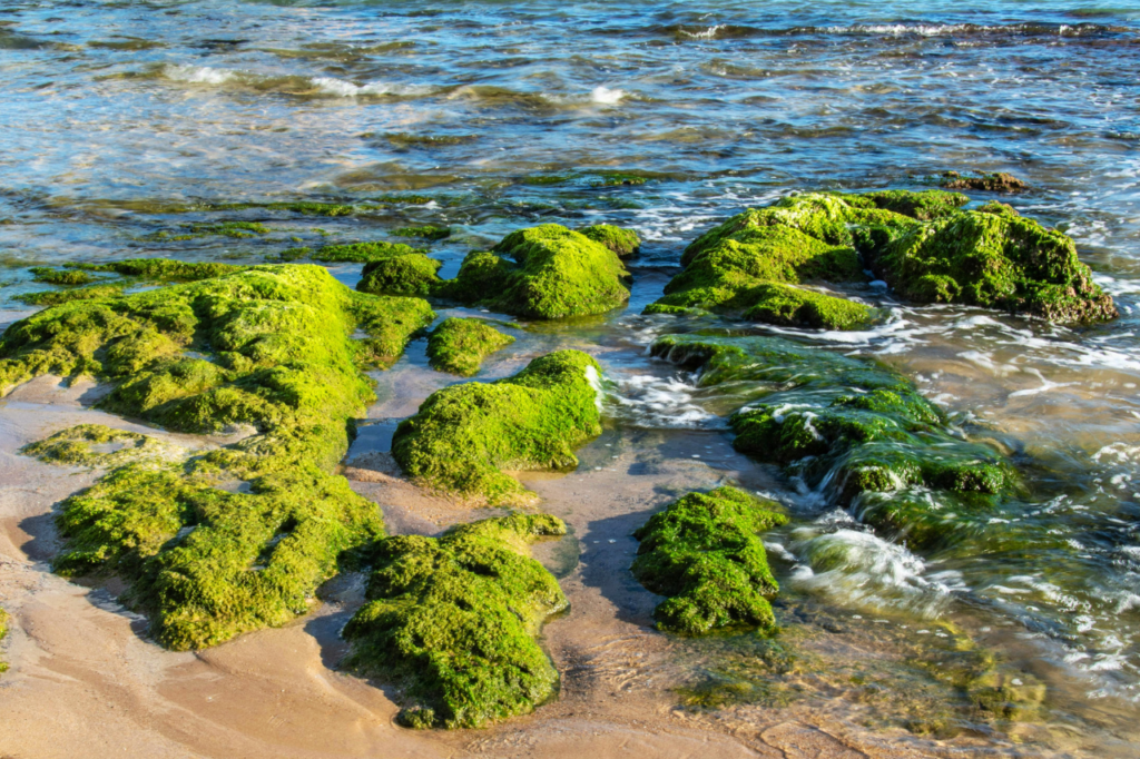 green algae growing in colonies on a sandy beach at the water’s edge. Ocean water with small waves. Sand is light brown and the algaes are like covering stones.
