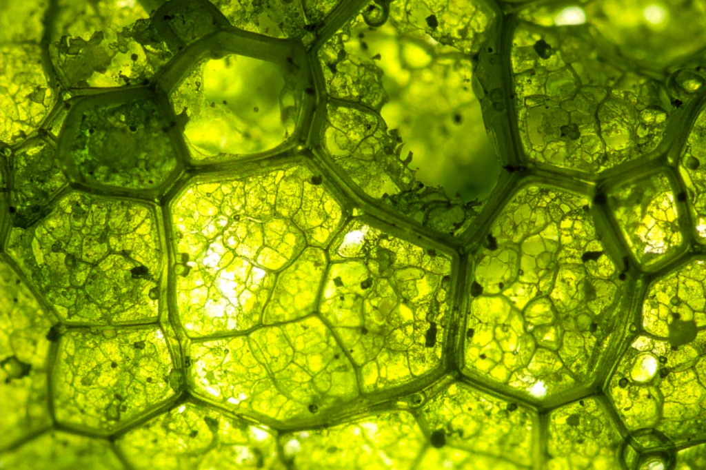 enlargement of green algae with green cells