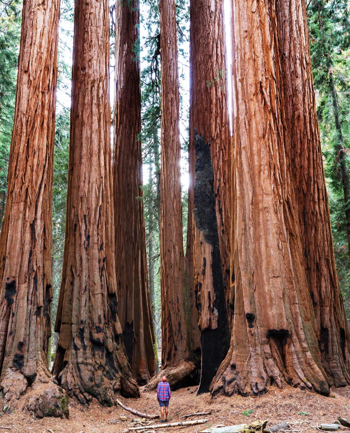 extremely tall brown trunks of the conifer sequoia with a tiny person in front. Green forest behind and pine needles cover the grown