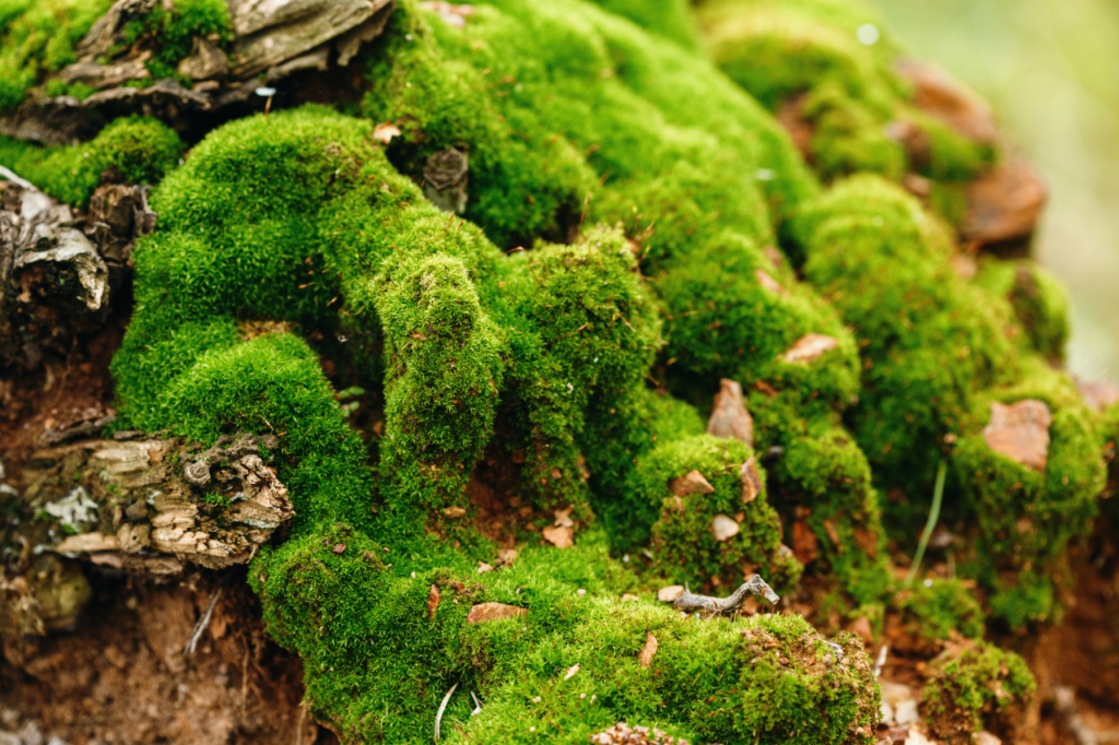 A tree stump covered in thick green moss in pumps and clusters. Some brown part of the stump showing, but most of the picture is green moss.