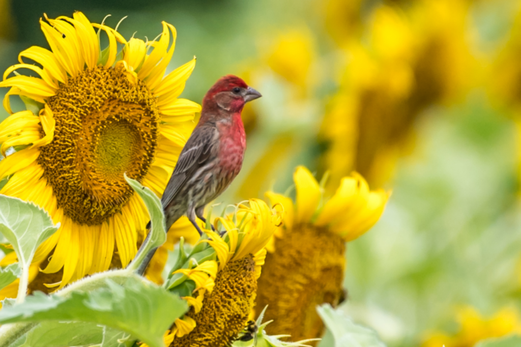 Yellow sunflowers with a reddish-brown bird perched on one of them. Blurry green and yellow background.