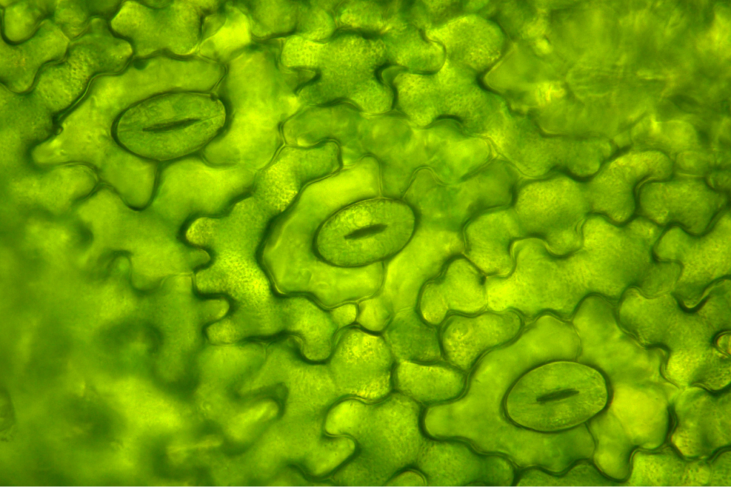 Green cell or worm alike also looks like sausages. Highly enlarged.
