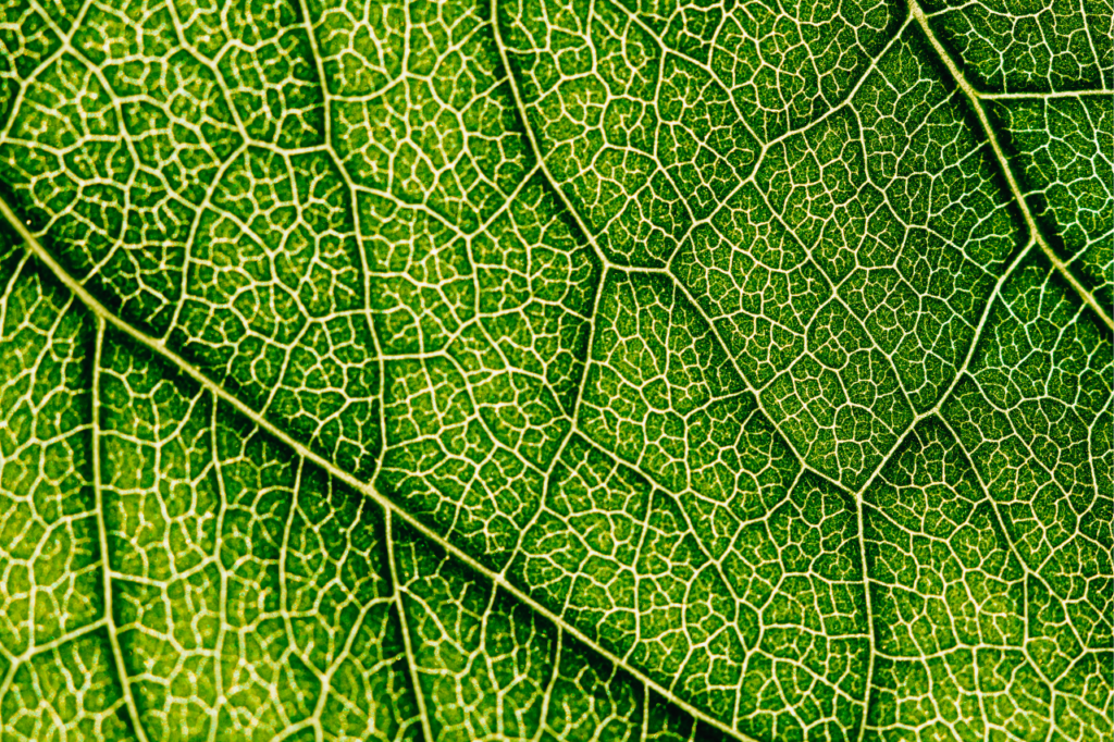 Greeen leaf with it's structure with nerves and threads. Darker and lighter green shows the intricate pattern of the leaf.