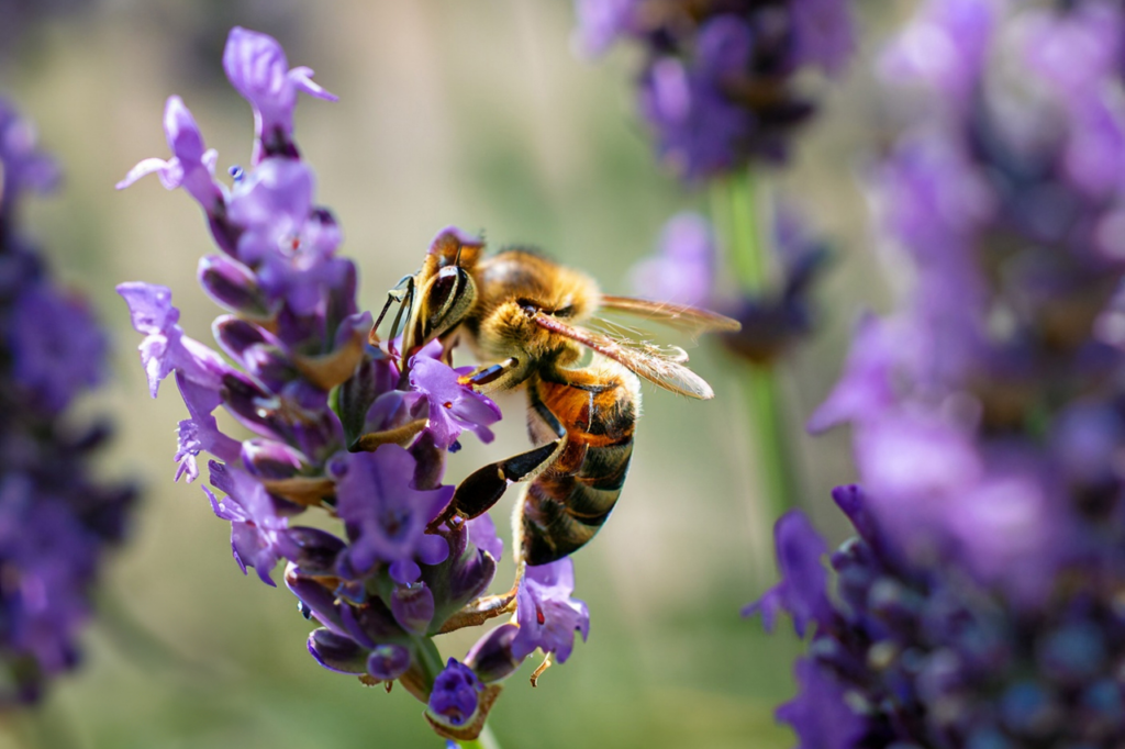 close-up of a lavender flower with a bee feeding on nectar. Green blured background. Bee is yellow, orange and brown black. Several flower stems in lavender color.
