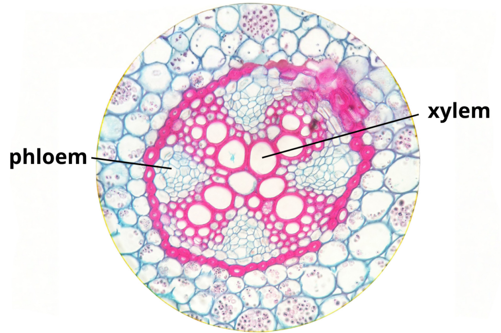 Cross-section of a vascular plant’s stem diagram. Phloem and xylem bluish bubles with pink cross shape in circle showing bubble cells on white background