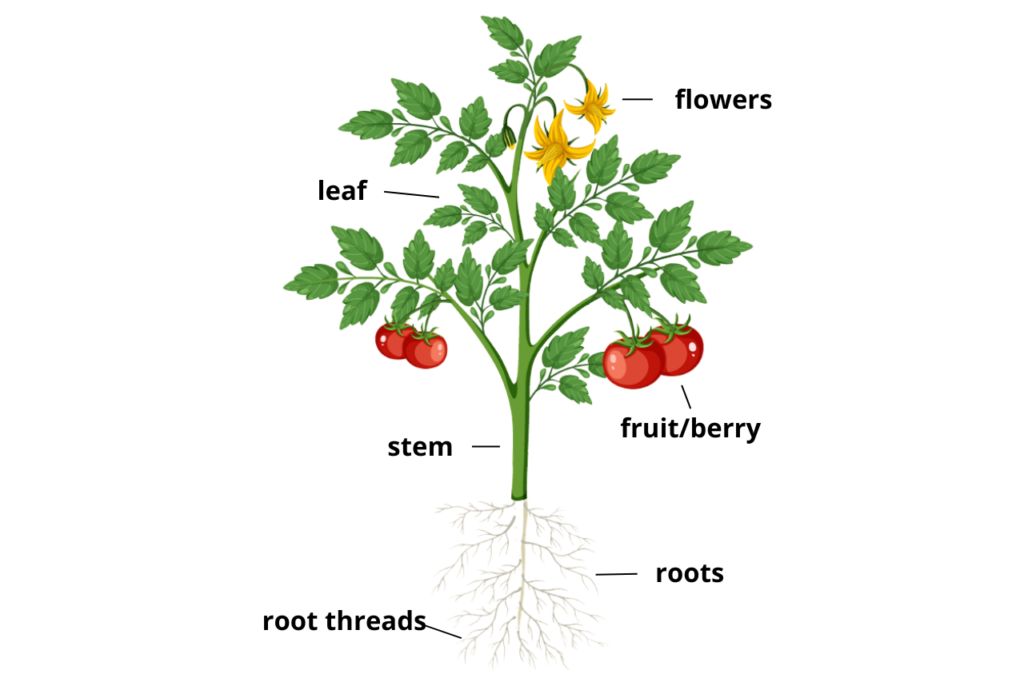diagram drawing of tomato plant with yelow flowers, green leaves and two small red tomatoes on the left and right bottom of the plant. Roots are illustrated with yellow grey pensil