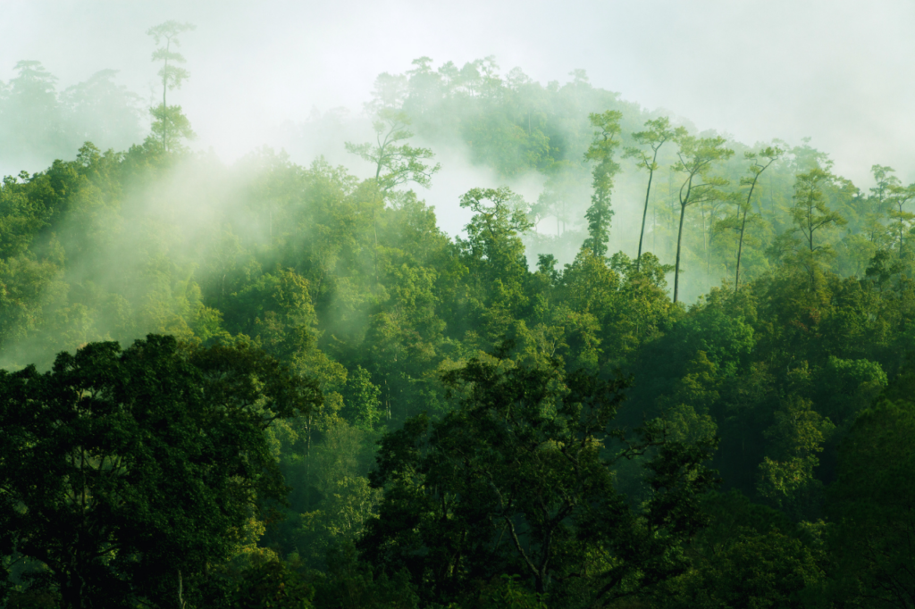 Green rainforest with water vapour forming mist. Dark green and black at the4 bottom, graded upwards towards misty white green. Lush canopy.