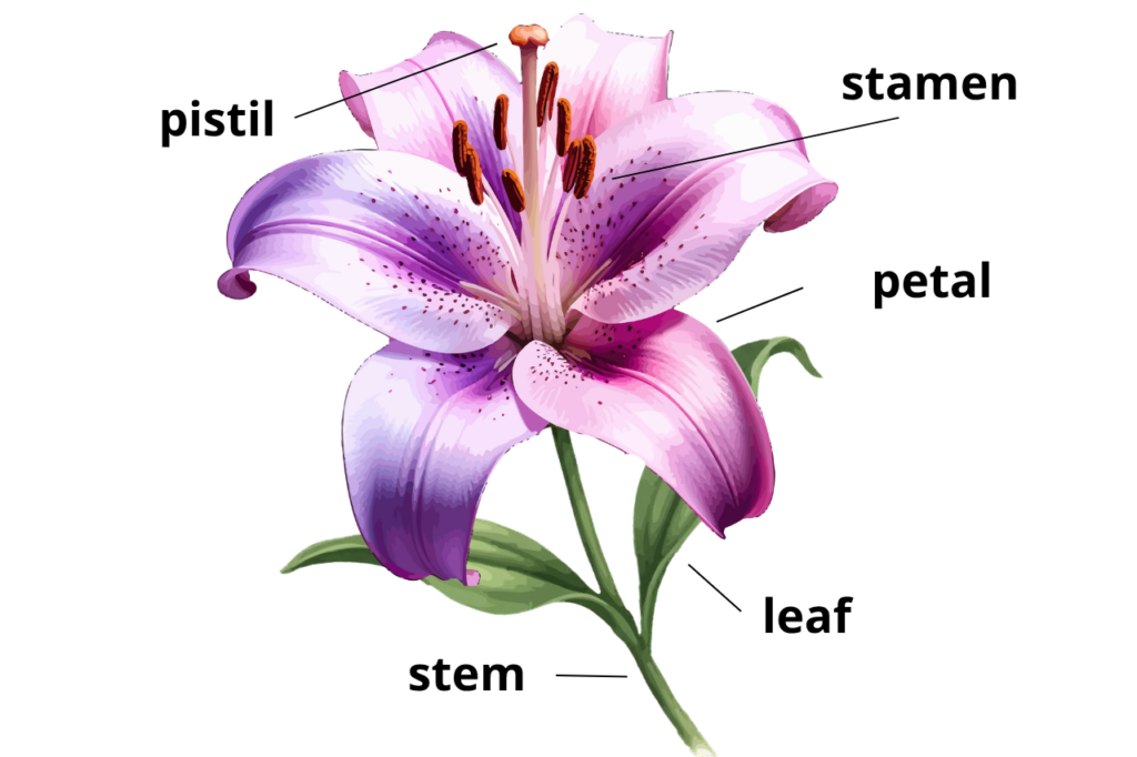 Flower part diagram drawing with a purple violet flower, stamen, pistil, green leaves