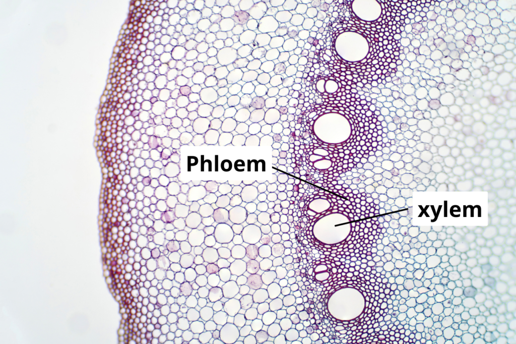 microscopic image of a section of a monocot stem, with the xylem and phloem clearly marked